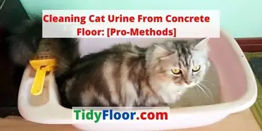 Cleaning Cat Urine From Concrete Floor Pro Methods