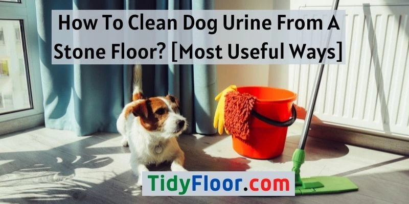 Clean Dog Urine From A Stone Floor