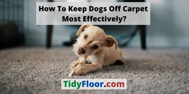 Keep Dogs Off Carpet Most Effectively