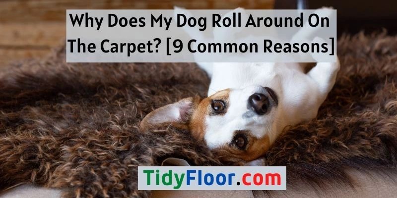 My Dog Roll Around On The Carpet