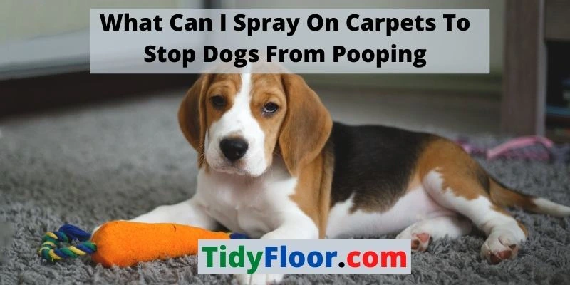 Spray On Carpets To Stop Dogs From Pooping