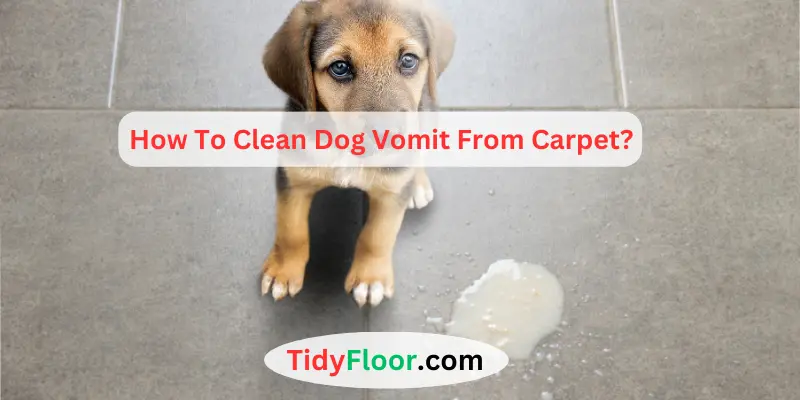 How To Clean Dog Vomit From Carpet